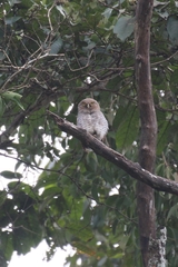 Glaucidium radiatum