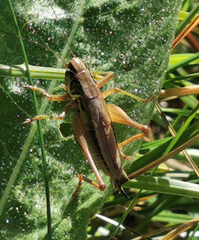 Roeseliana roeselii