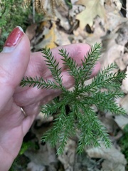 Dendrolycopodium dendroideum