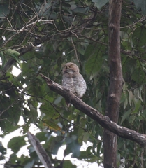 Glaucidium radiatum