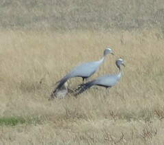 Anthropoides paradiseus