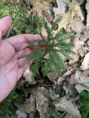 Dendrolycopodium dendroideum