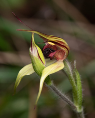 Caladenia macrostylis