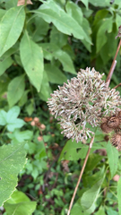 Eutrochium purpureum