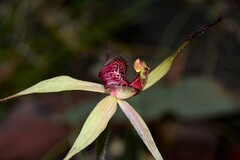 Caladenia fulva