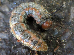 Anisota virginiensis