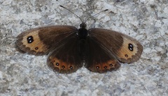 Erebia montanus