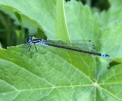 Coenagrion pulchellum