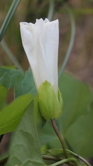 Calystegia silvatica