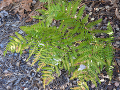 Pteridium aquilinum pubescens
