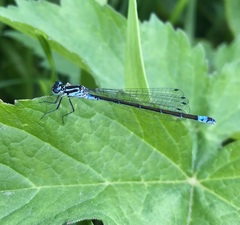 Coenagrion pulchellum