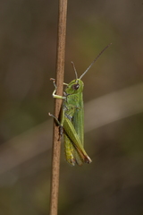 Chorthippus dorsatus