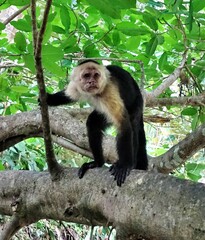 Cebus imitator