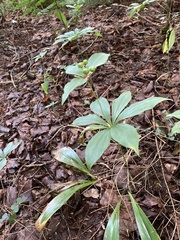 Medeola virginiana
