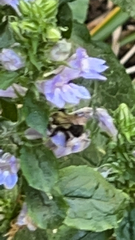 Bombus impatiens
