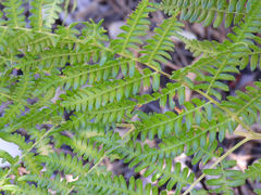 Pteridium aquilinum pubescens