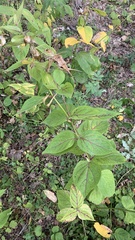 Vincetoxicum hirundinaria