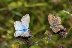 Polyommatus coridon