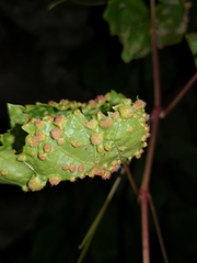 Daktulosphaira vitifoliae