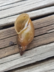 Lymnaea stagnalis