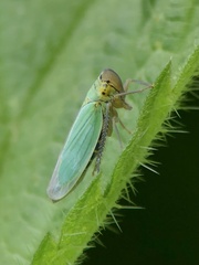 Cicadella viridis