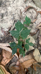 Toxicodendron radicans
