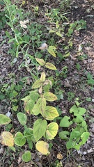 Vincetoxicum hirundinaria