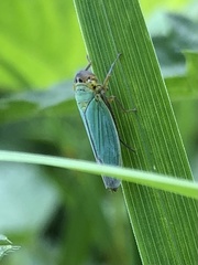 Cicadella viridis