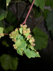 Daktulosphaira vitifoliae