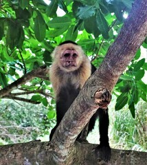 Cebus imitator
