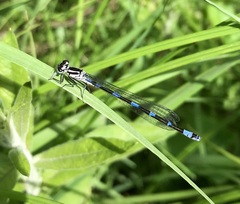 Coenagrion pulchellum