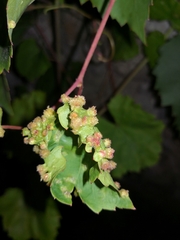 Daktulosphaira vitifoliae