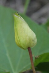 Calystegia silvatica