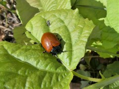 Chrysomela populi