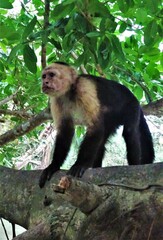 Cebus imitator