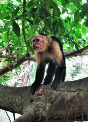 Cebus imitator