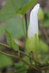 Calystegia silvatica