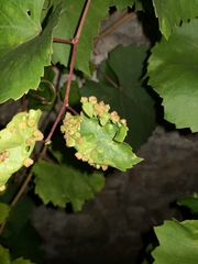 Daktulosphaira vitifoliae