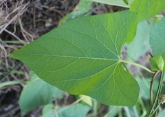 Calystegia silvatica