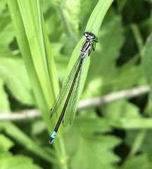 Coenagrion pulchellum