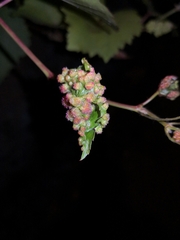 Daktulosphaira vitifoliae