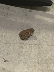 Anaxyrus americanus charlesmithi
