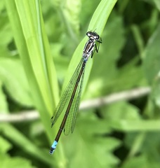 Coenagrion pulchellum