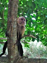 Cebus imitator