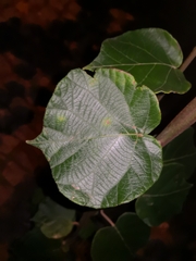 Actinidia chinensis