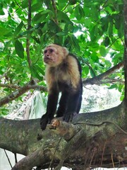 Cebus imitator