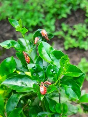 Dysdercus cingulatus