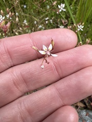 Micranthes petiolaris