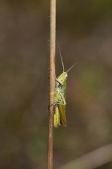 Chorthippus dorsatus