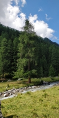 Larix decidua